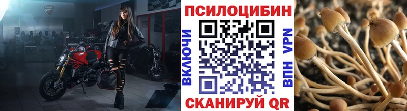 где можно купить Томмот Галлюциногенные грибы Cubensis